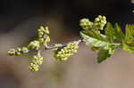 Fragrant sumac